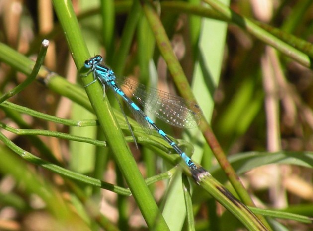 Coenagrion mercuriale castellanii romagnola!!!